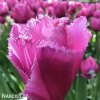 ruzovy trepenity tulipan louvre 7