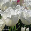 bily trepenity tulipan honeymoon 6