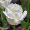 bily trepenity tulipan honeymoon 1