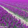 fialovy hyacint woodstock 2