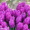fialovy hyacint woodstock 3
