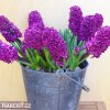 fialovy hyacint woodstock 4