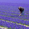 modry hyacint blue jacket 3