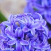 modry hyacint blue jacket 4