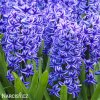 modry hyacint blue jacket 5