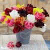 trepenite tulipany smes barev mix 5
