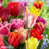 trepenite tulipany smes barev mix 1