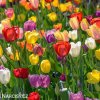 tulipan darwinuv smes barev mix 2