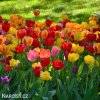 tulipan darwinuv smes barev mix 3
