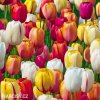 tulipan darwinuv smes barev mix 4