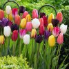 tulipan darwinuv smes barev mix 5