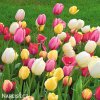 tulipan darwinuv smes barev mix 6