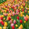 tulipan darwinuv smes barev mix 1