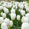 bily tulipan antarctica 7