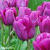 fialovy tulipan triumph negrita 2