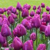 fialovy tulipan triumph negrita 3