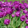 fialovy tulipan triumph negrita 7