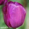 fialovy tulipan triumph negrita 8