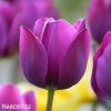 fialovy tulipan triumph negrita 1
