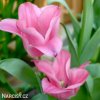 ruzovy tulipan miss elegance 6