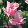 ruzovy tulipan miss elegance 7