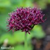 vinovy cesnek allium atropurpureum 2