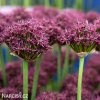 vinovy cesnek allium atropurpureum 3