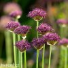 vinovy cesnek allium atropurpureum 4