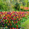 smes tulipanu triumph mix 3