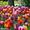 smes tulipanu triumph mix 1