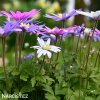 sasanka anemone blanda mix 4