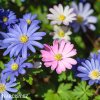 sasanka anemone blanda mix 1