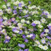 sasanka anemone blanda mix 2