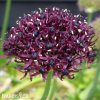 vinovy cesnek allium atropurpureum 1