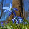 modra ladonka sibirska scilla siberica 6