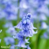 hyacintovec spanelsky hyacinthoides hispanica 2