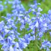 hyacintovec spanelsky hyacinthoides hispanica 3