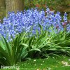 hyacintovec spanelsky hyacinthoides hispanica 4