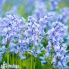 hyacintovec spanelsky hyacinthoides hispanica 1