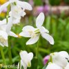 bila ladonka sibirska scilla siberica alba 5