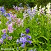 hyacintovec spanelsky smes hyacinthoides hismanica mix 4