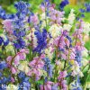 hyacintovec spanelsky smes hyacinthoides hismanica mix 1