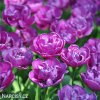 fialovy plnokvety tulipan blue diamond 2