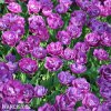 fialovy plnokvety tulipan blue diamond 3
