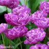 fialovy plnokvety tulipan blue diamond 4