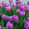 fialovy plnokvety tulipan blue diamond 5