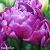 fialovy plnokvety tulipan blue diamond 1