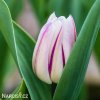 bilofialovy tulipan triumph flaming flag 6