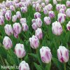 bilofialovy tulipan triumph flaming flag 7