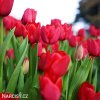cerveny tulipan triumph ile de france 2